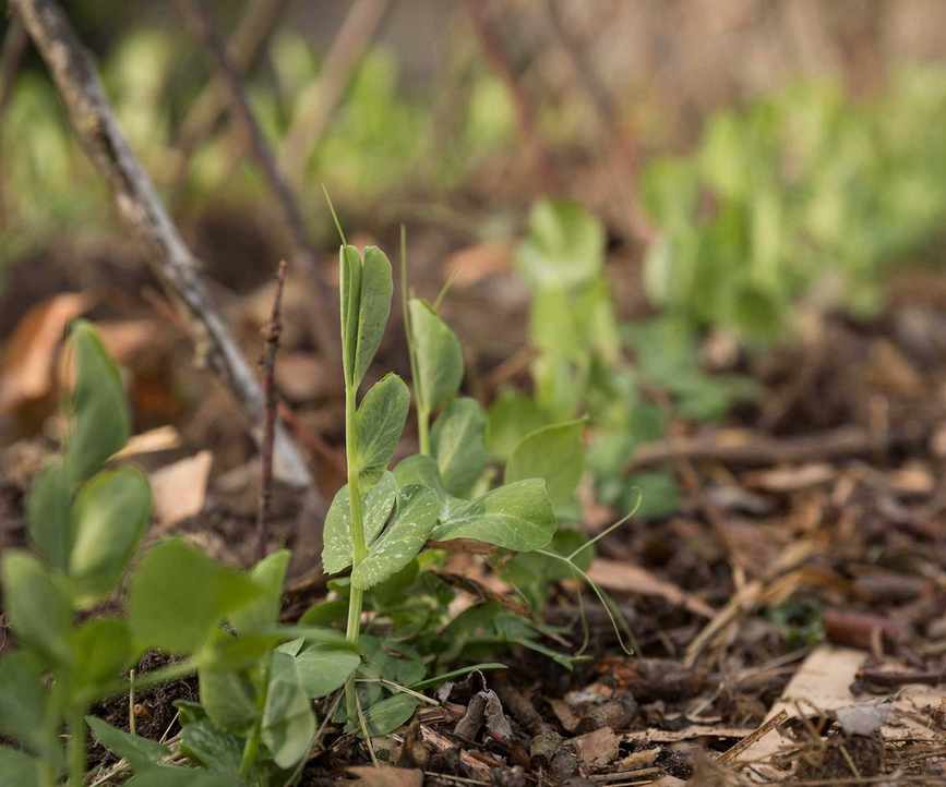 Seedlings Growing