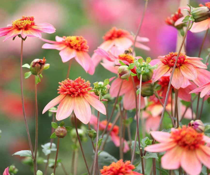 containers of dahlias flowering in the fall