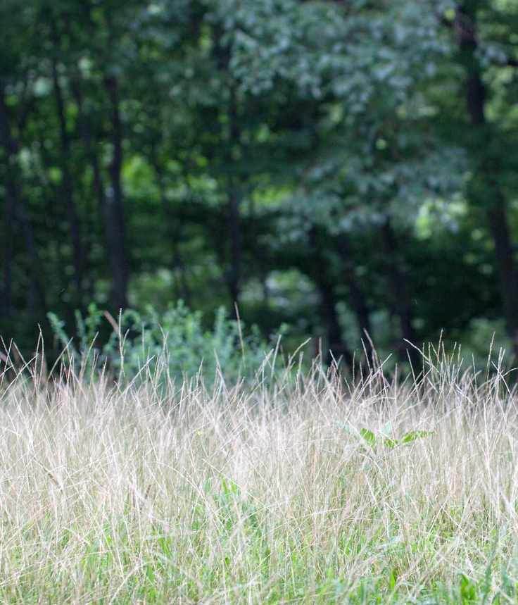 Crabgrass growing on a green lawn