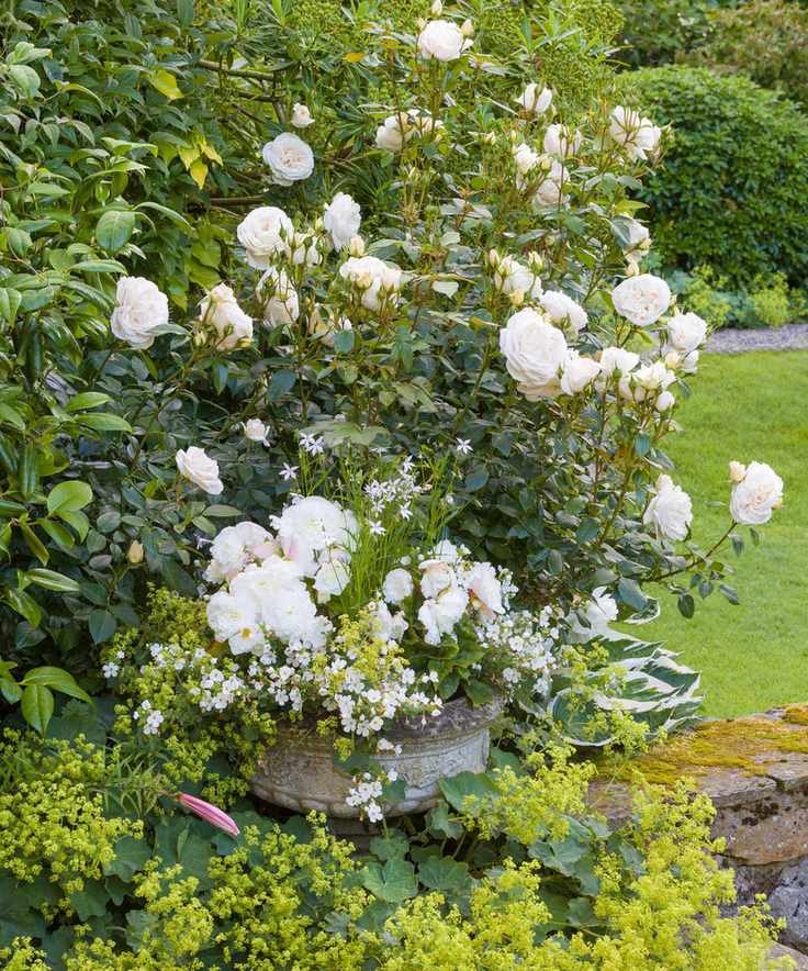 rose champagne moment planted in a garden