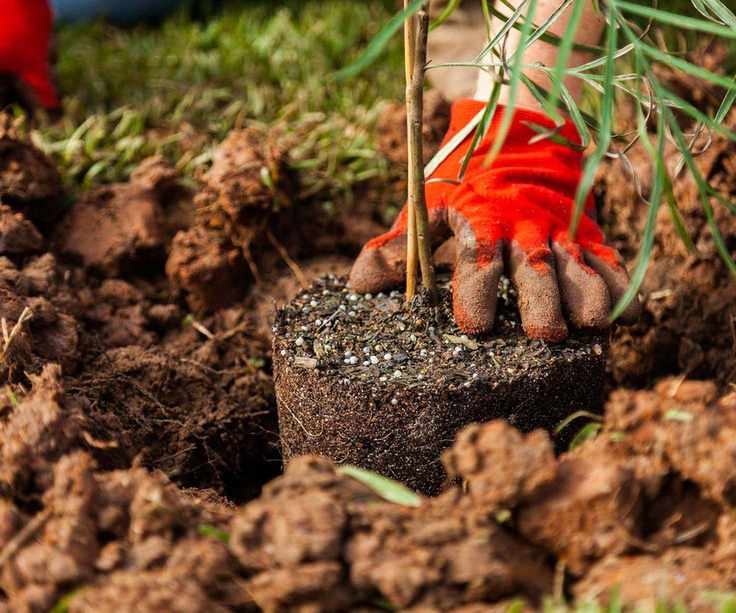 planting a tree