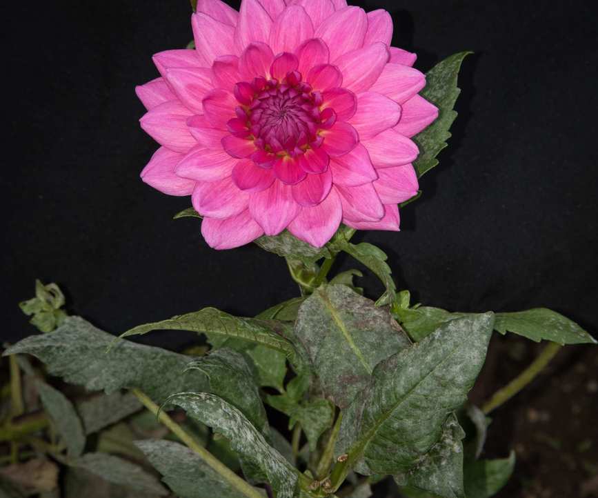 Dahlia plant with powdery mildew disease