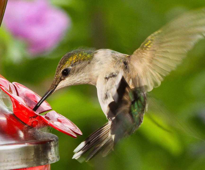 hummingbird feeding