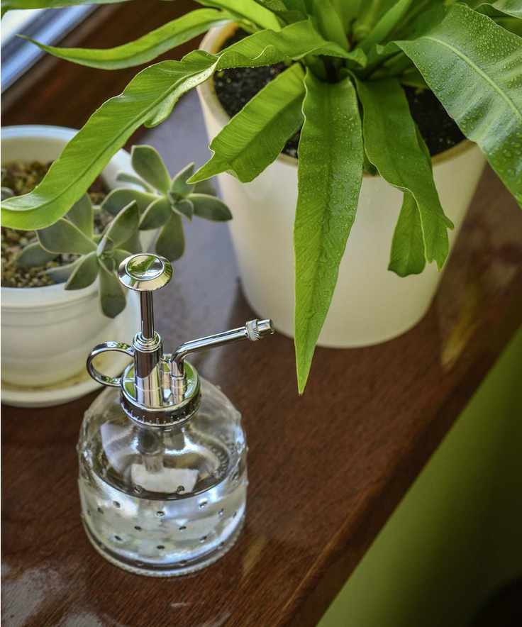 Glass plant mister