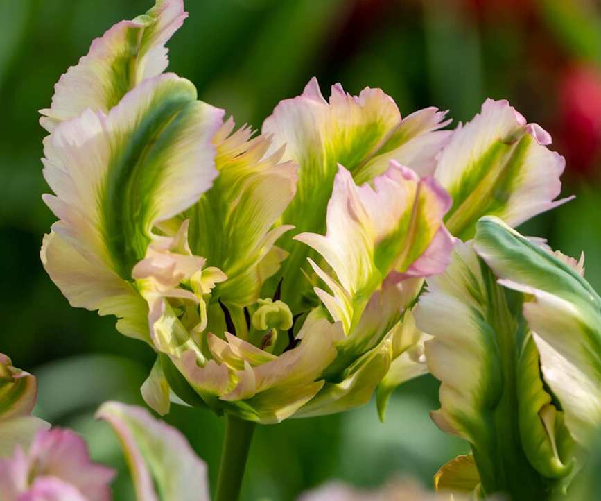 Parrot tulip Green Wave bi colour