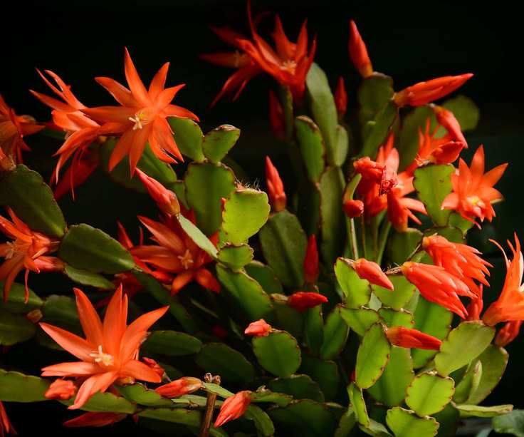Red flowering Christmas cactus with dark background