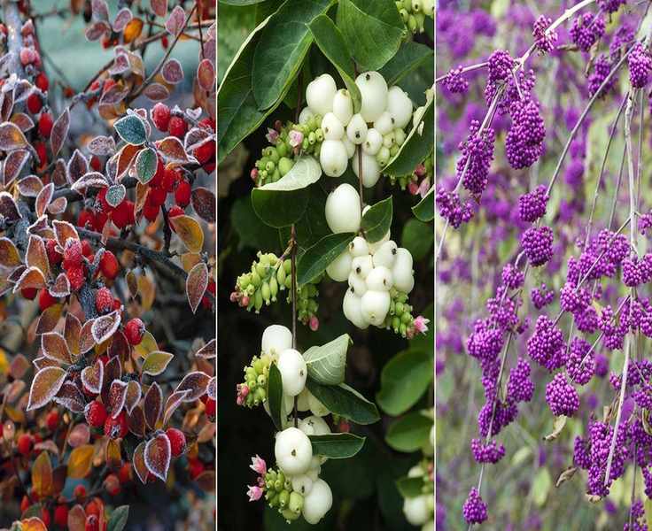 10 Shrubs with Winter Berries to Brighten Your Backyard