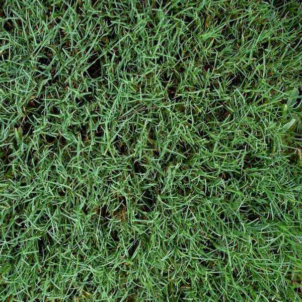 Bermuda grass in a garden