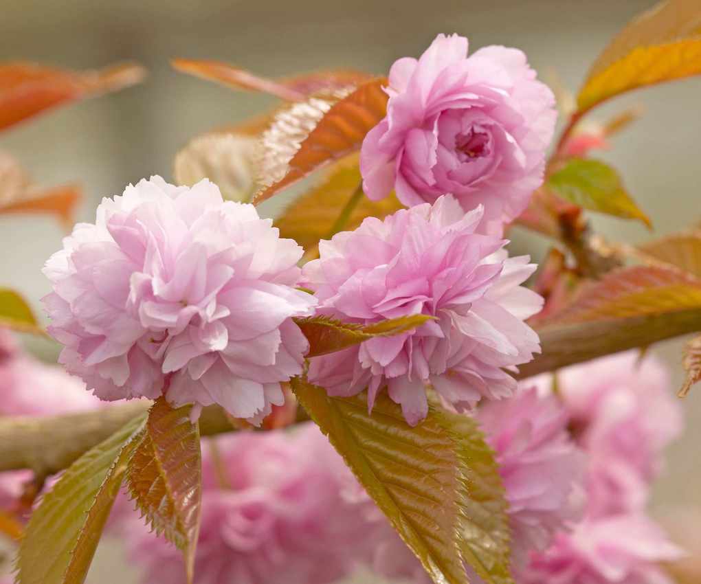 pink blossom on a prunus 'Kiku-Shidare-Zakura'