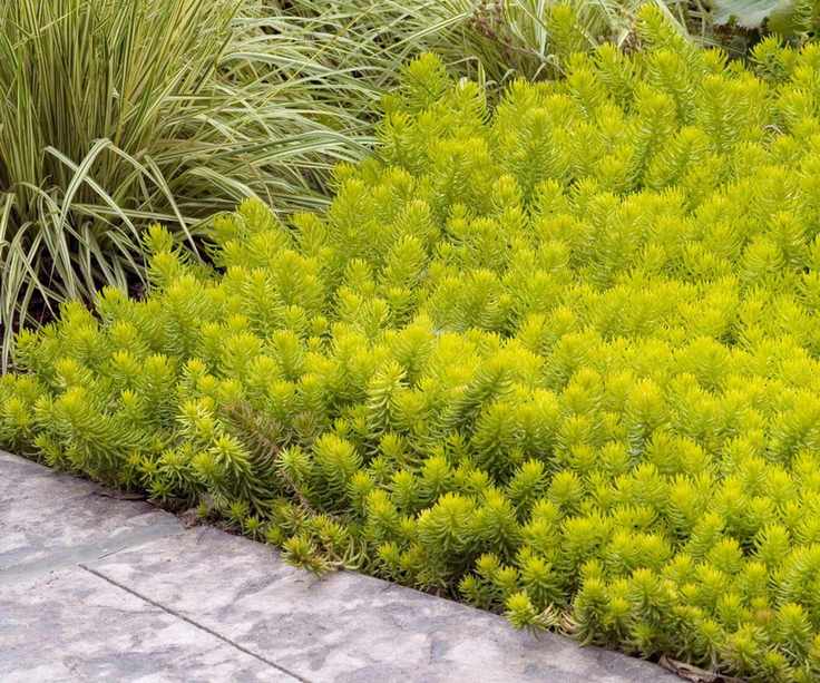 Sedum rupestre 'Angelina' with ornamental grass