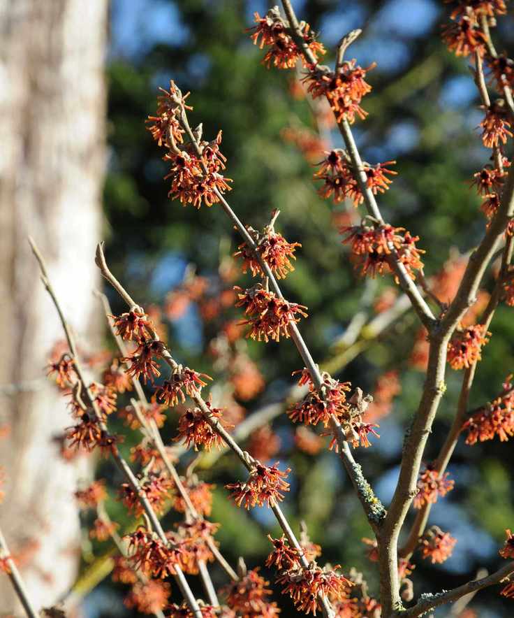 witch hazel