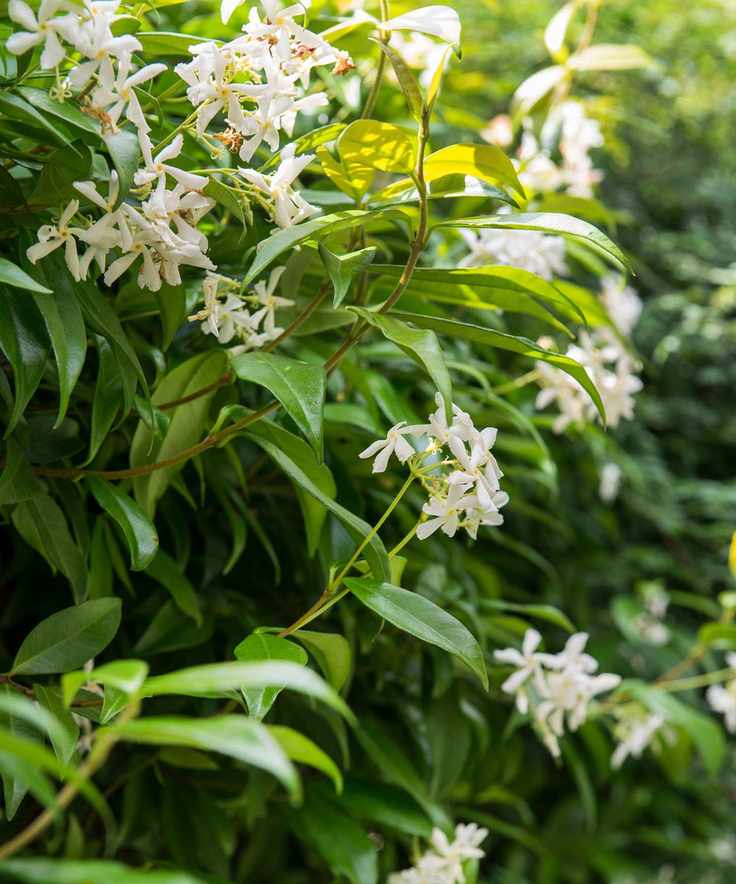 Trachelospermum Jasminoides