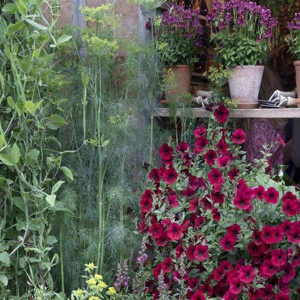RHS Chelsea Flower Show 2024, featuring pots with fennel and red petunias