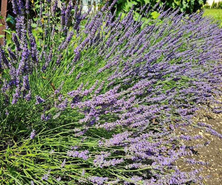 lavender growing alongside a garden path