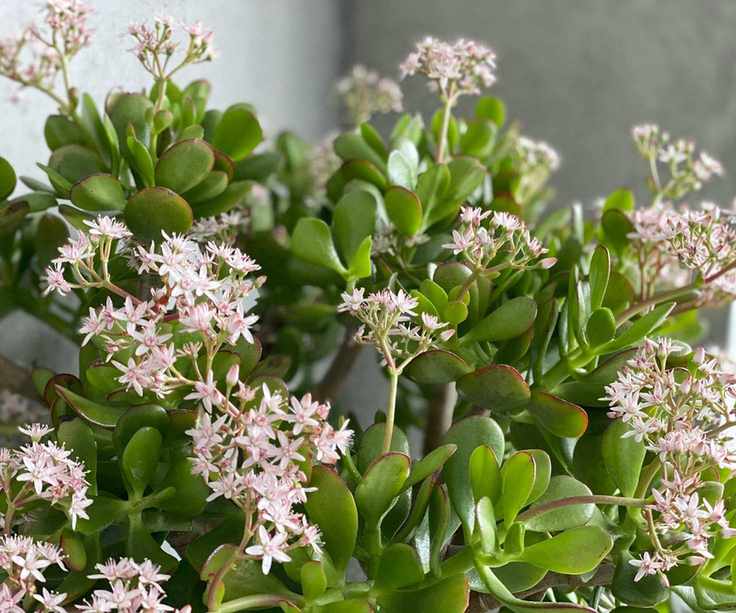 flowering jade plant