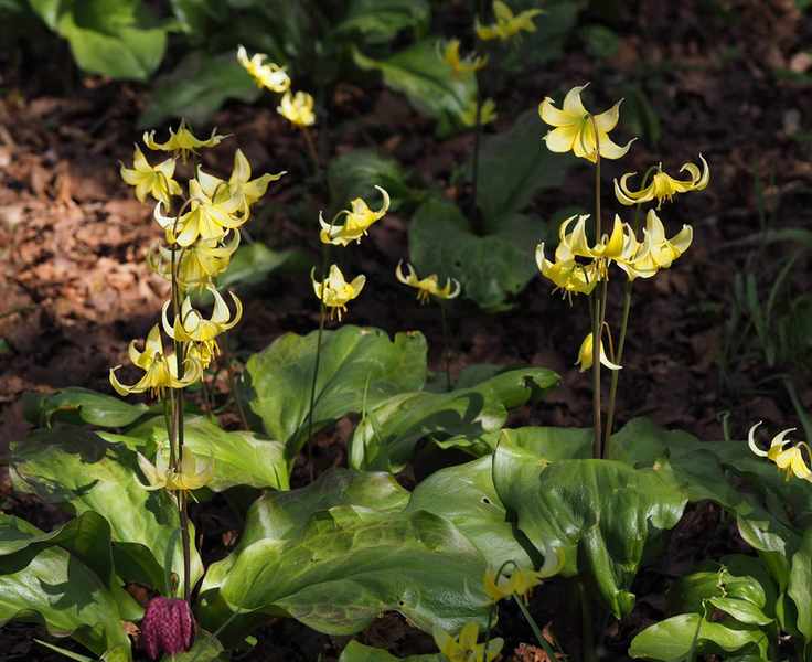 Erythronium pagoda or dog's tooth violets naturalized at Anglesey Abbey National Trust