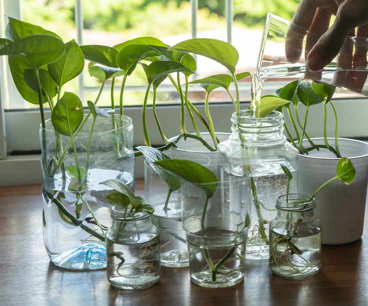 pothos plants growing in water