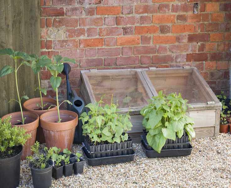 seedlings