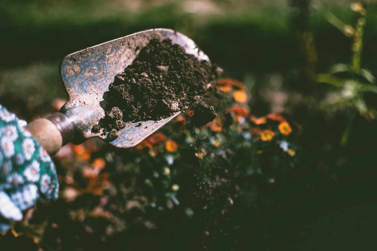Coffee grounds in the garden