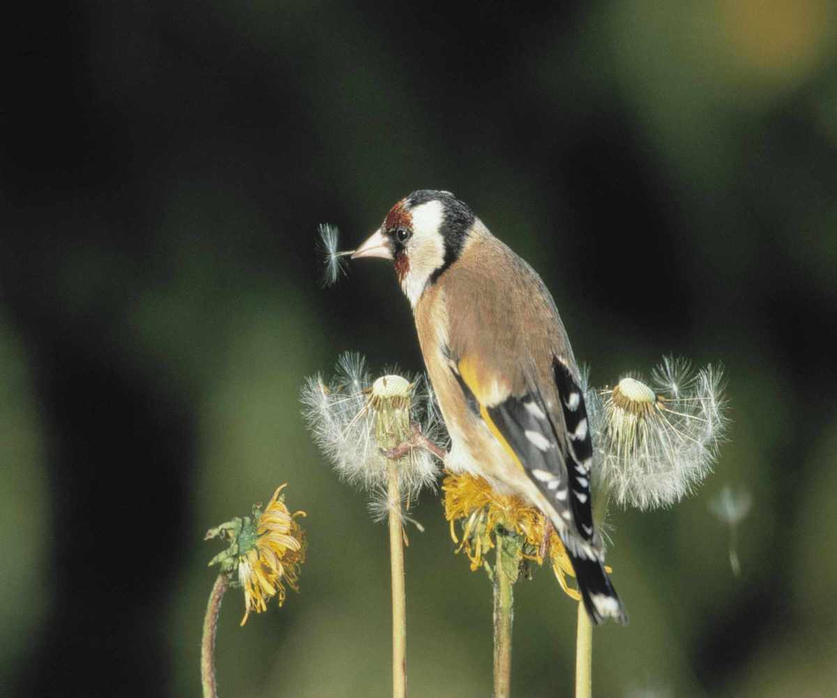 A goldfinch pecking at dandelion seeds