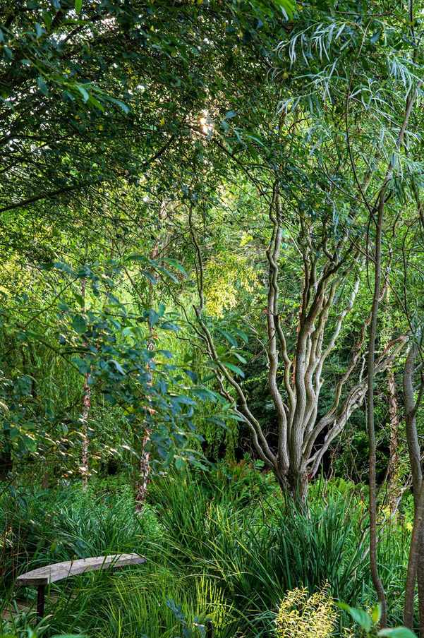 woodland gardens with cyclamen and trees