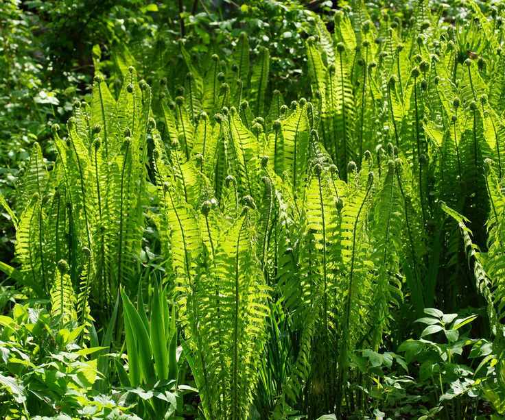 Ostrich fern