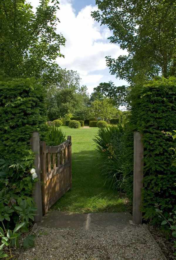Yew tree hedge