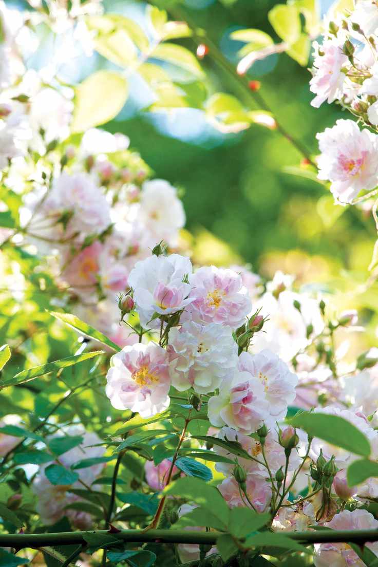 Rose Paul's Himalayan Musk