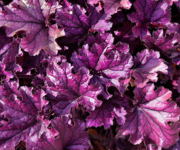 heuchera flourishing in fall container display