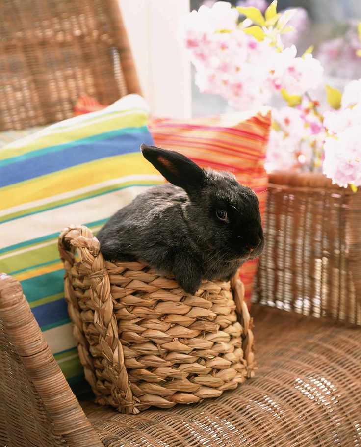 living with pets