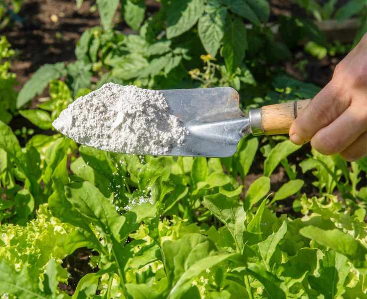 diatomaceous earth on a trowel being used in garden