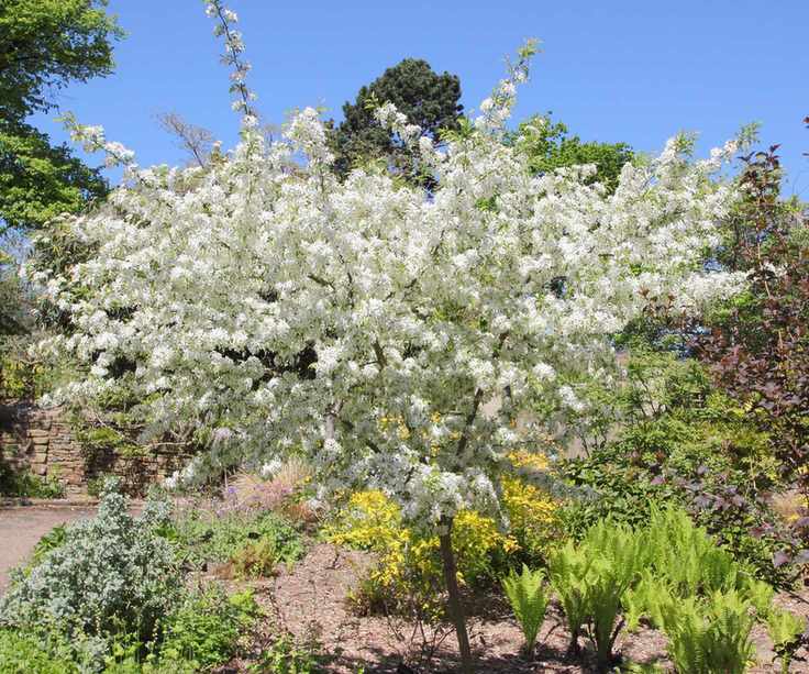 crab apple tree with blossom