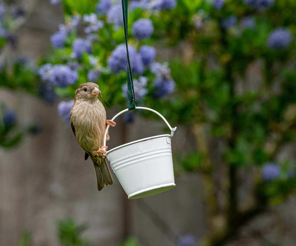 Garden bird