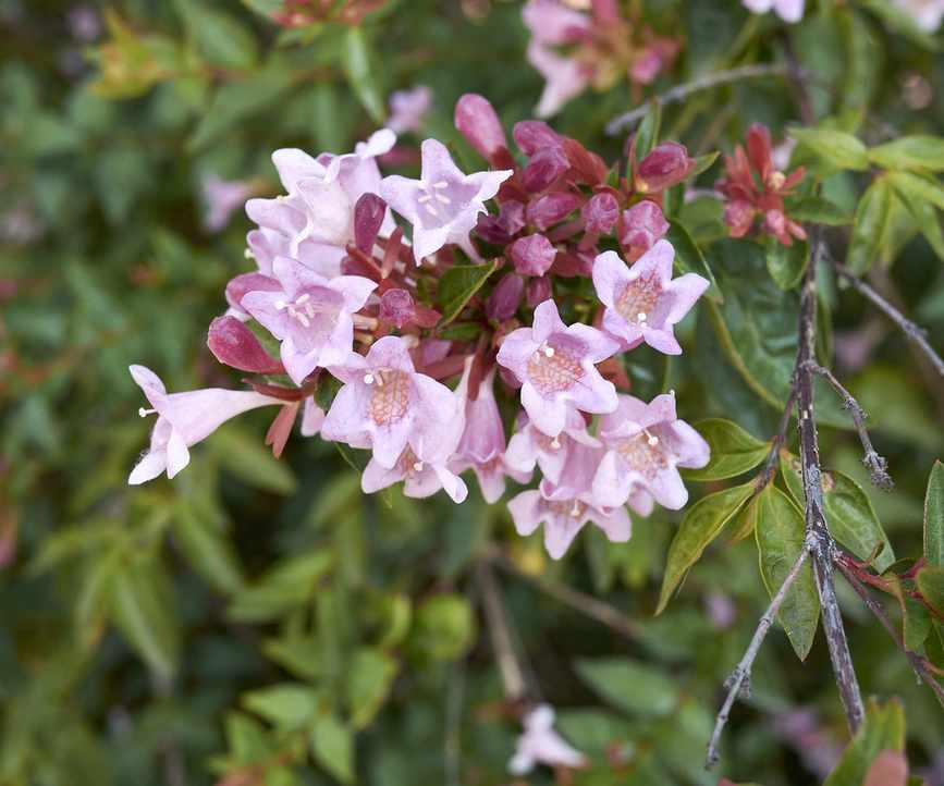 Pink flowers of an Abelia x grandiflora in bloom