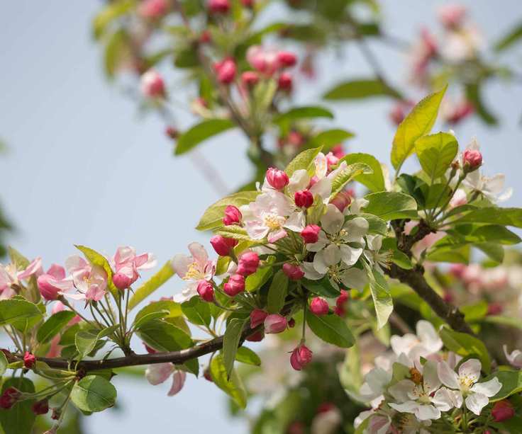 crab apple blossom