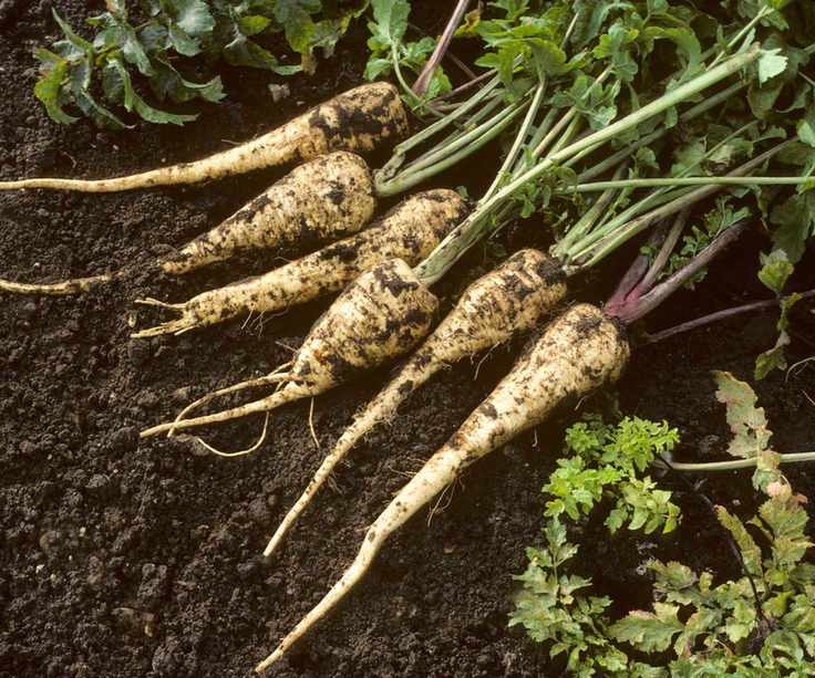 parsnips variety Gladiator freshly harvested