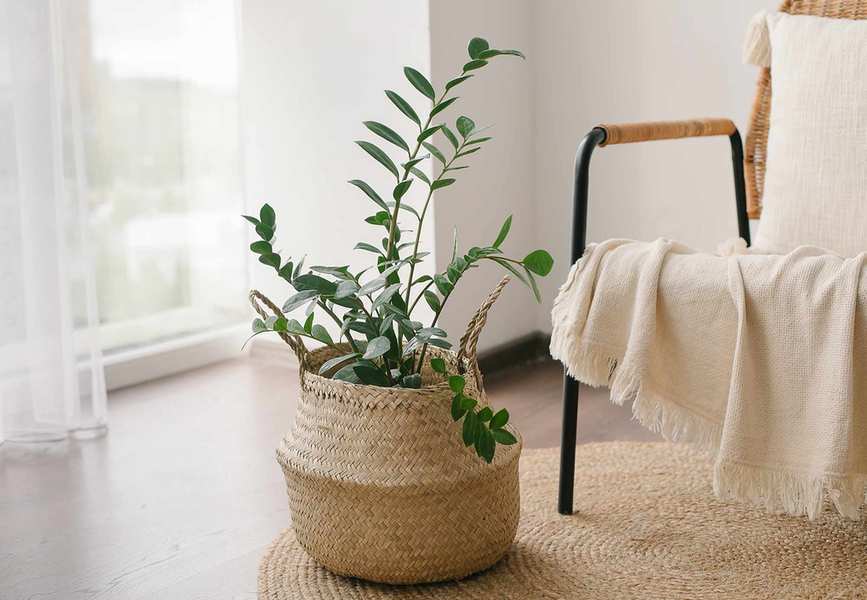 Home plant Zanzibar Gem, ZZ Plant in straw basket on floor near cozy armchair with beige plaid