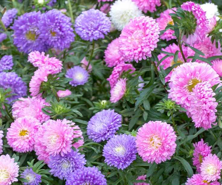 Pink and mauve flowers of annual asters Callistephus chinensis with tightly clustered petals
