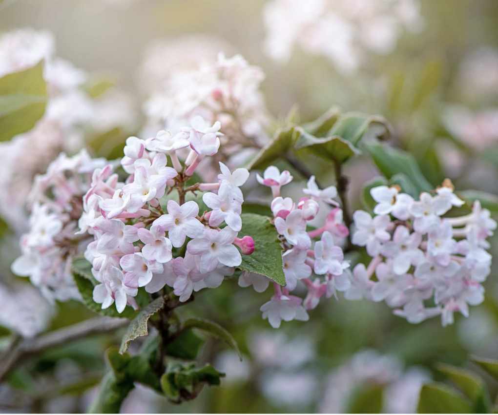 Viburnum tinus