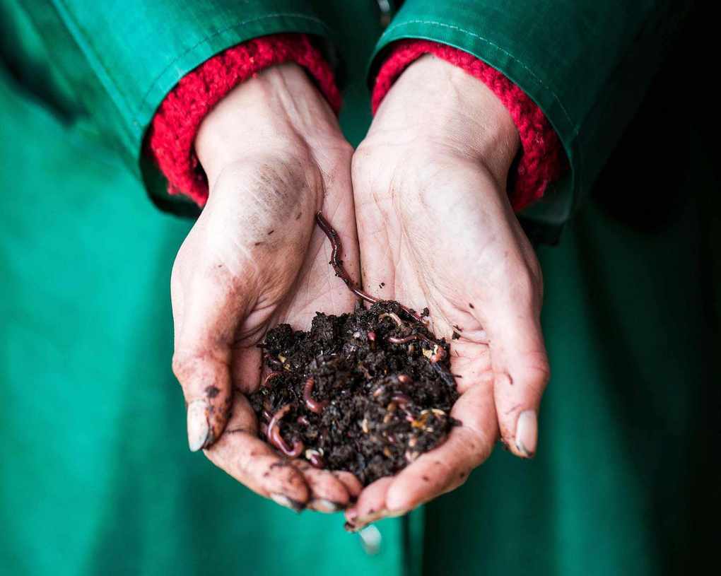 worms for a worm composting