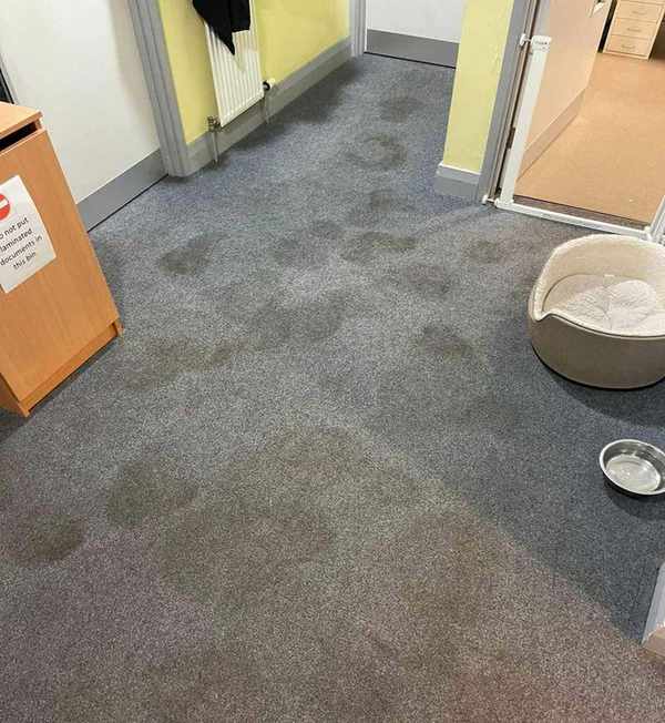 Photo of floor in Bristol ARC before using Bissell Revolution HydroSteam carpet cleaner