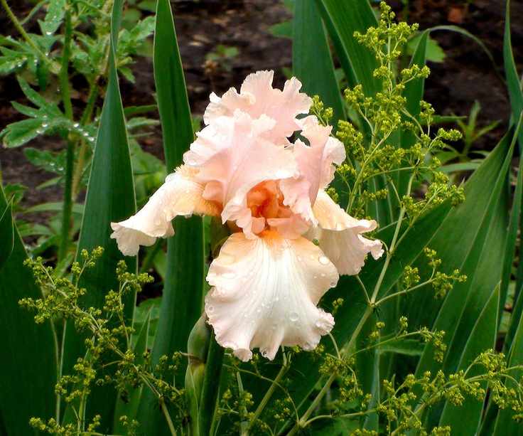 bearded iris 'Beverly Sills' in bloom in summer