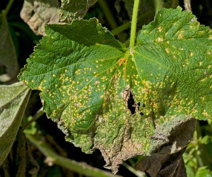 hollyhock rust