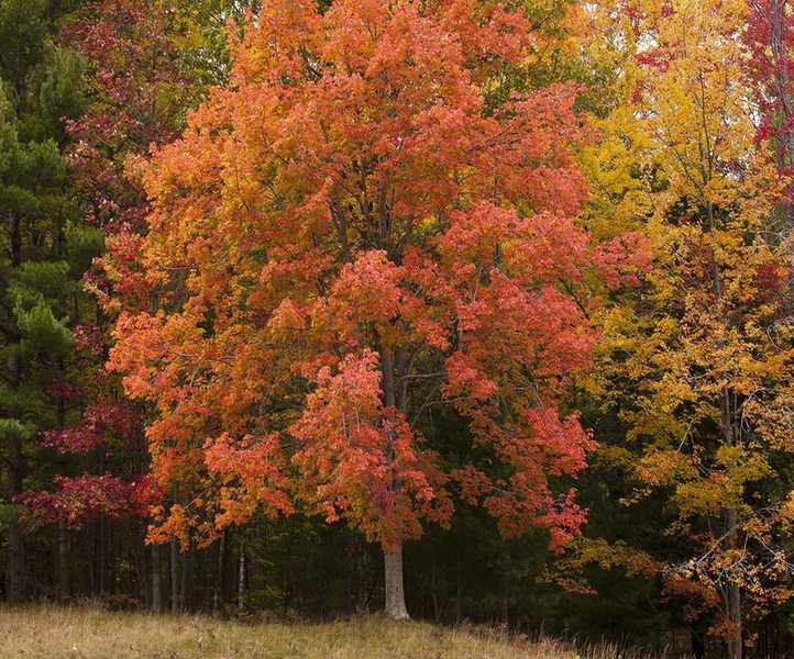 Red maple tree