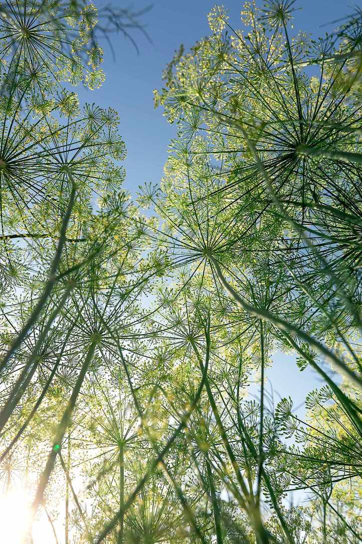 Blooming dill