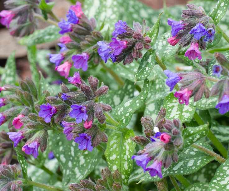 purple flowers of pulmonaria