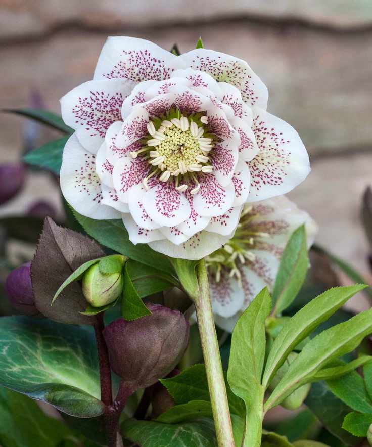 pale pink flowers of Hellebore 'Cinderella'