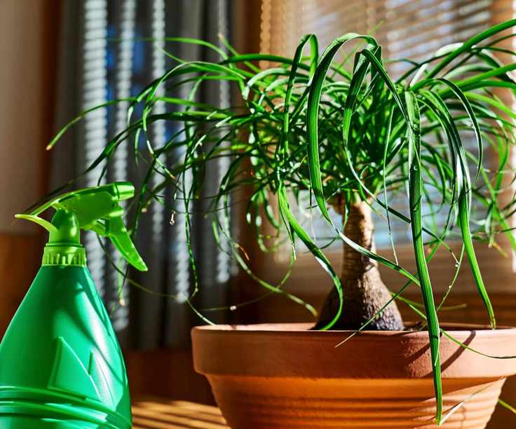 Watering ponytail palm