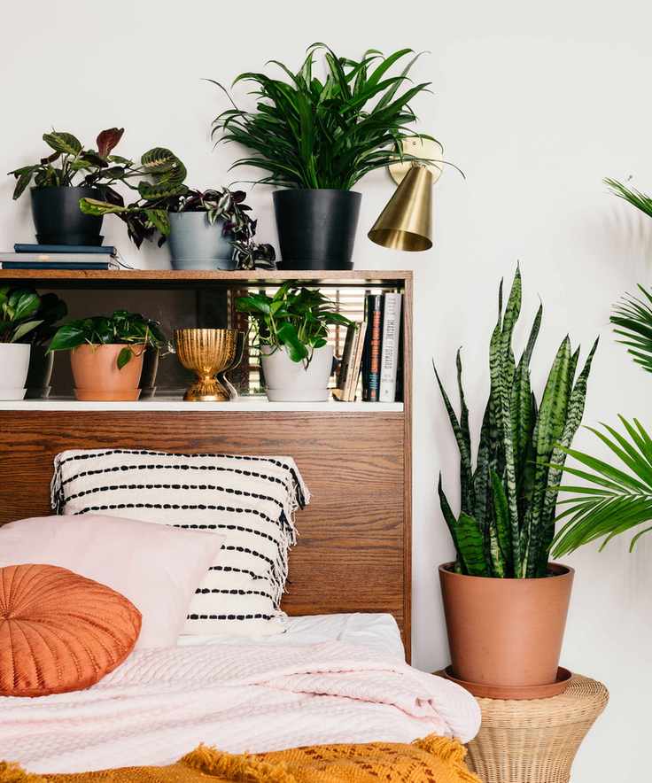 plants in a bedroom