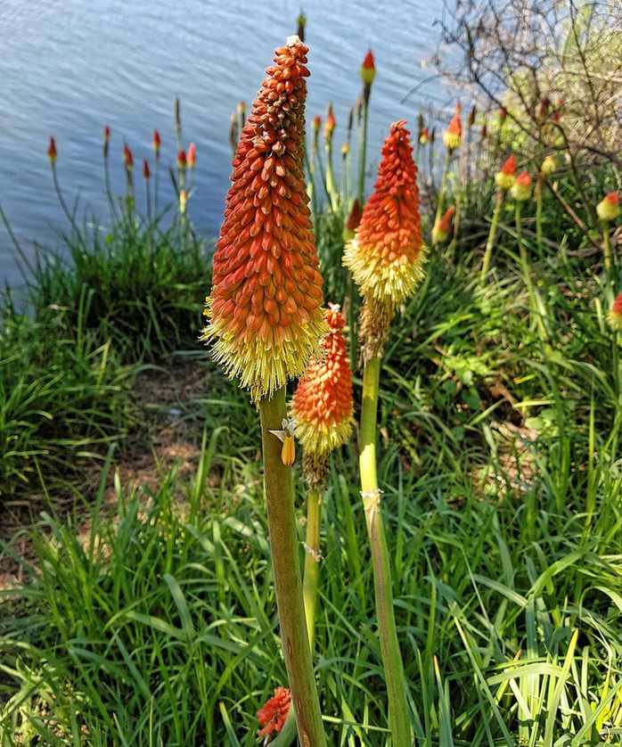 red hot poker kniphofia
